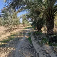 فروش زیر قیمت گلخانه یک هکتاری با طراحی اسپانیایی|فروش دفتر صنعتی، کشاورزی، تجاری|شوشتر, |دیوار