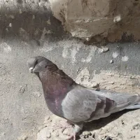 کبوتر سبز