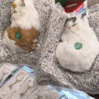 گوی همه مدل|اسباب‌‌بازی|قم, زنبیل آباد|دیوار