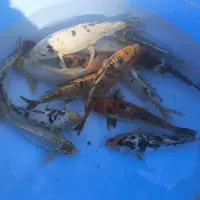 ماهی کوی|ماهی|تهران, پردیسان|دیوار