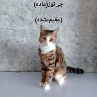 واگذاری گربه