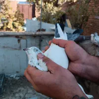 کفتر پرشی|پرنده|معصومیه, |دیوار