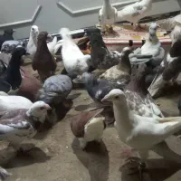 کفتر بوم|پرنده|مشهد, ملک‌آباد|دیوار
