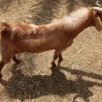 فروش دو تروشت یا معاوضه با بره|حیوانات مزرعه|مهرستان, |دیوار