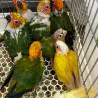 انواع طوطیسانان راهب ملنگو گرینچیک ....|پرنده|قم, انسجام|دیوار