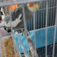 عروس هلندی سالم اوازخان|پرنده|مشهد, طلاب|دیوار