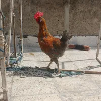 خروس گلین لری اصل 6ماهه