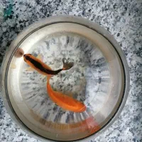 ماهی قرمز|ماهی|بیرجند, |دیوار