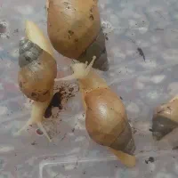 فروش حلزون|خزنده|اردکان, |دیوار