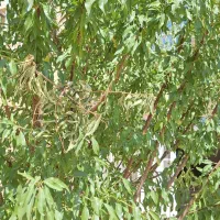 فروش باغشهر صدرا بوستان اهلبیت|فروش زمین و ملک کلنگی|شیراز, باغشهر اهل بیت|دیوار