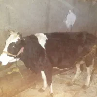 گاو گوساله روستای کومائین|حیوانات مزرعه|موچش, |دیوار