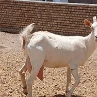 بز سانن