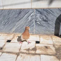 کله زرد نر|پرنده|قم, انصار‌الحسین|دیوار