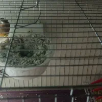 جفت قناری سوخته|پرنده|کرمان, |دیوار