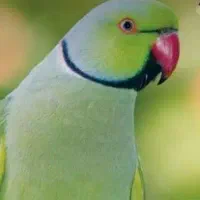 طوطی ملنگو