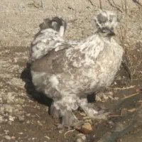 مرغ و خروس تخمگذارفروش فوری