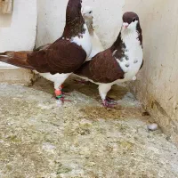 کفتر یا کبوتر طاووسی پلاکی عتیغه ساده سرخ