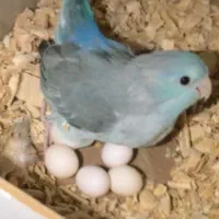 جفت طوطی پروتلت به ضمانت تخم|پرنده|بیرجند, |دیوار