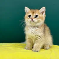 شهر بریتیش گلد|گربه|تهران, شهرک غرب|دیوار