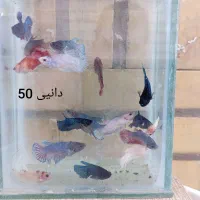 ماهی