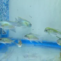 ماهی سچیلاید بلو آکارا و پرت پلار|ماهی|تبریز, |دیوار