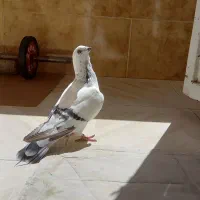 *شامی برفی*