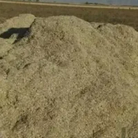 کاه لوبیا