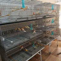 قناری رسمی معمولی