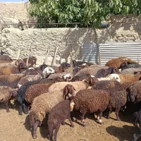 فروش میش بره دار جوان|حیوانات مزرعه|کمیجان, |دیوار