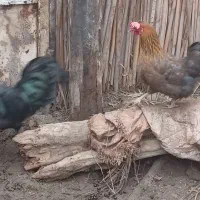 مرغ تخم گذار|حیوانات مزرعه|آبادان, |دیوار