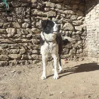 سگ قهدریجانی اصیل