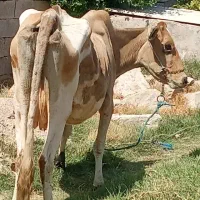 گاوگوساله نر