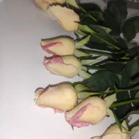 گل رز لمسی سفید صورتی|گل مصنوعی|لنگرود, |دیوار