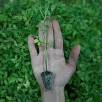 نشا گوجه فرنگی رسمی گلکده گل‌نرگس