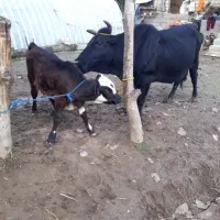 گاو تالشی فقیر با گوساله امپولی سیمنتال نر