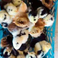 جوجه گلین لری|حیوانات مزرعه|قائم‌شهر, |دیوار