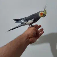 عروس هلندی سینامون|پرنده|اهواز, زیتون کارمندی|دیوار