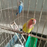 طوطی برزیلی|پرنده|اصفهان, سرتاوه|دیوار