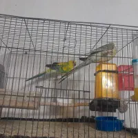 جفت طوطی آواز خوان ۱۰۰۰۰۰۰۰