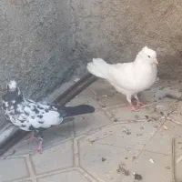 کبوتر ماده تهرانی|پرنده|آبدانان, |دیوار