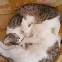 گربه گمشده|حیوانات|اهر, |دیوار