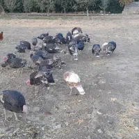 بوقلمون محلی