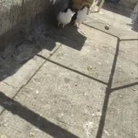 کبوتر
