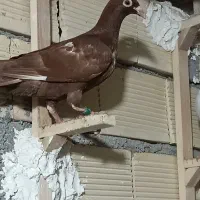 چنتا جوجه هیچ بند درجه یک|پرنده|برازجان, |دیوار