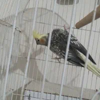 عروس هلندی  جفت|پرنده|شادگان, |دیوار