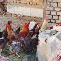 مرغ و خروس تخم گذار