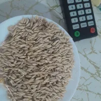 جو و گندم|حیوانات مزرعه|زالیان, |دیوار