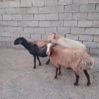 3عددمیش ابستن مایه دار|حیوانات مزرعه|شهرآباد, |دیوار