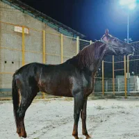 اسب عرب|اسب و تجهیزات اسب‌سواری|چمران, |دیوار