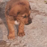 توله عراقی اصیل ماده